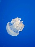 060903_1128~0002.jpg