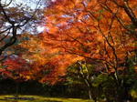 image/saaday-2005-11-28T20:55:57-2.jpg